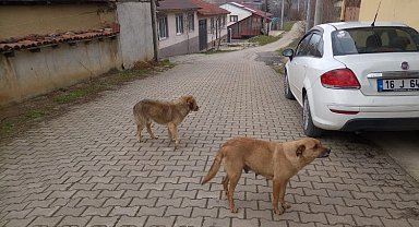 Bilecik'te evcil hayvan sahipleri uyarıldı