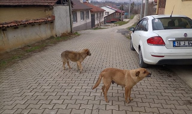 Bilecik'te evcil hayvan sahipleri uyarıldı