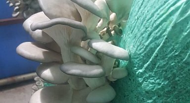 Bursa'da mantar yetiştiriciliği kursiyerleri Mudanya'daki üretim alanlarını inceledi