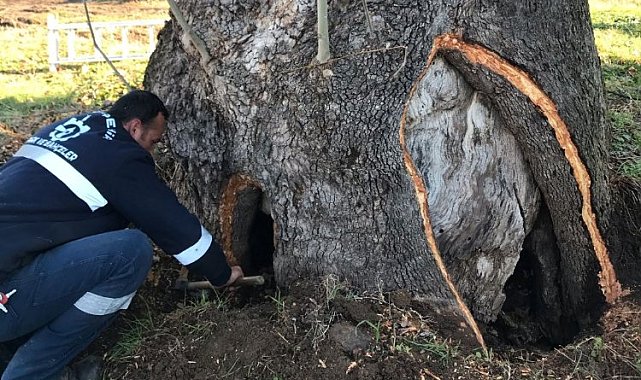 Büyükşehir'den 100 yıllık çınara tedavi