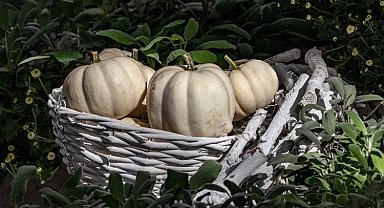 'Hatay Beyaz Balkabağı' coğrafi işarete kavuştu