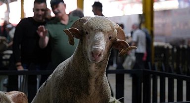İnegöl Küçükbaş Hayvancılık Festivalinin tarihi belli oldu