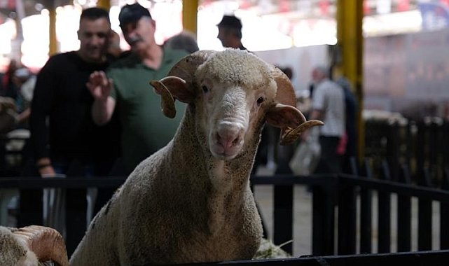 İnegöl Küçükbaş Hayvancılık Festivalinin tarihi belli oldu