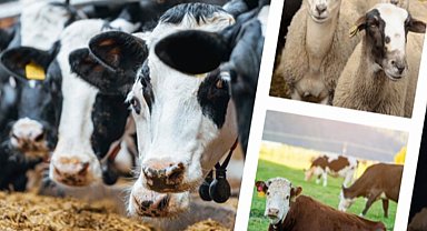 IPARD'dan 56 projeye 195 milyon TL hibe