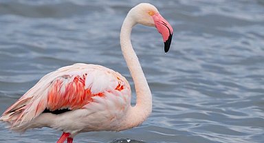 İzmit Körfezi onlarca flamingoya ev sahipliği yapıyor