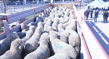 Kocaeli'den üreticiye koç ve teke desteği