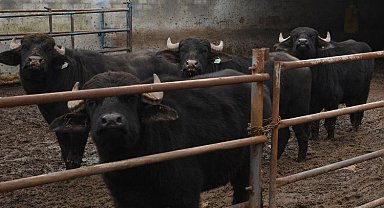 Manda üreticilerine büyük destek! Balıkesir zirveye oynuyor