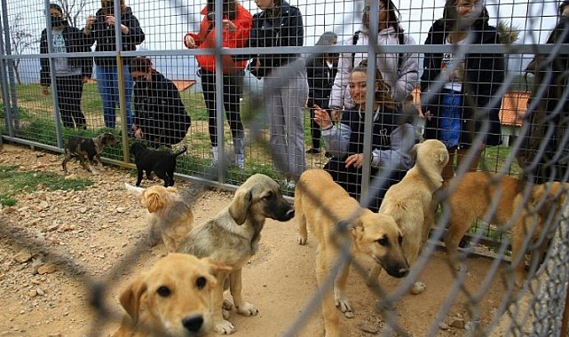 Muğla'da Geçici Hayvan Bakımevi'ne ziyaretçi akını