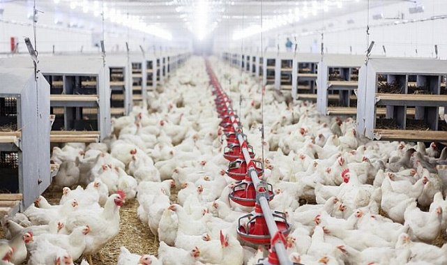 Tavuk yumurtası üretimi artarken, tavuk-hindi eti üretimi azaldı