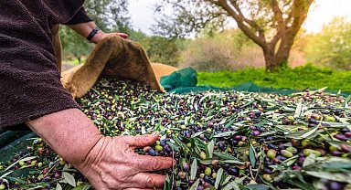 Türk zeytinini en çok Almanlar, Iraklılar ve Romanyalılar tüketti
