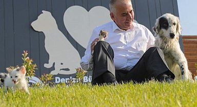 Türkiye'de bir ilk! Sokak hayvanlarıyla ilgili SMS sistemi