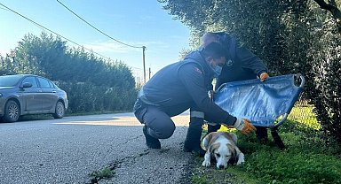 Yaralanan sevimli köpek sağlığına kavuştu