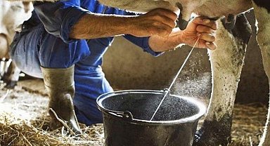 1 milyona yakın inek sütü toplandı