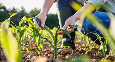 Bitki koruma sektöründe KEP dönemi