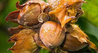 Bitkisel en yüksek yeterlilik fındıkta