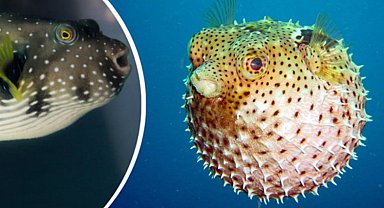 Biyoçeşitlilik için destekleme oranı yüzde 400 arttı!