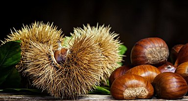 Bursa kestanesi coğrafi işaret tescili aldı