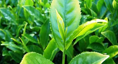 Çay üreticilerine destek ödemeleri yapılıyor