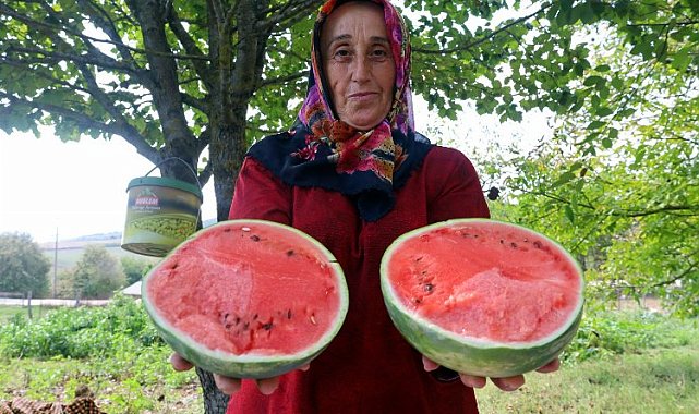 Kocaeli'de üreticilere karpuz tohumu desteği