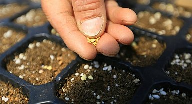 Muğla 9 yılda 19 milyon yerel tohum dağıttı