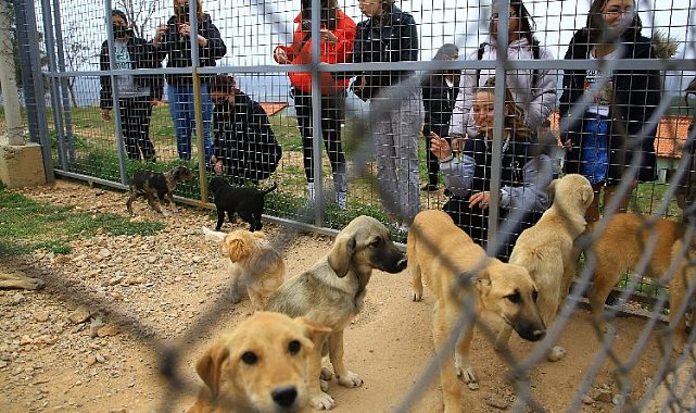 Muğla'da 3 bin 174 candostu sahiplendirdi
