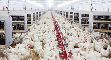 Tavuk yumurtası üretimi yüzde 6,3 arttı