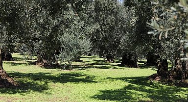 Tirilye Zeytini için coğrafi işaret başvurusu