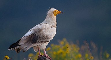 Vaillant ve Doğa Derneği'nden küçük akbabaların korunması için büyük adım