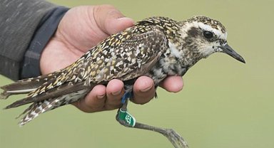 190 türden 24 bin kuş halkalandı