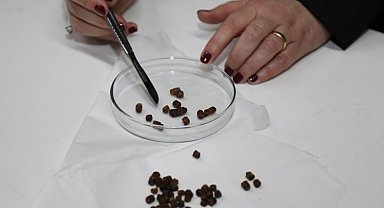 BTÜ'den bir buluş daha... Arı ekmeğinden patentli şifa ürünü