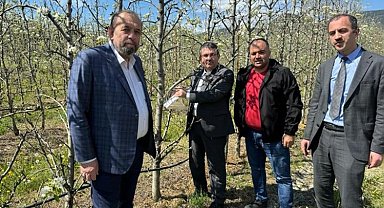 Bursa Gürsu'da armut bahçelerinde biyolojik mücadele