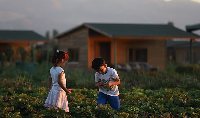 Büyükşehir'de 2 bin 543 adet "hobi bahçesi" başvuruları başladı