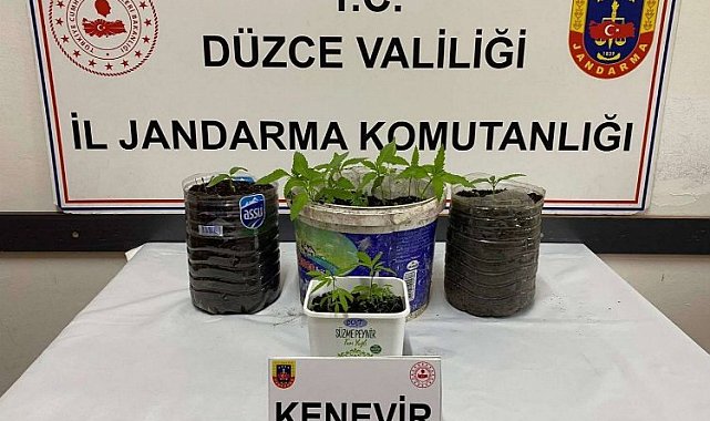 Düzce Jandarması'ndan uyuşturucu operasyonu