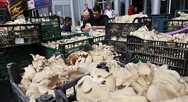 İzmit'te vatandaşlara İstiridye mantarı dağıtıldı