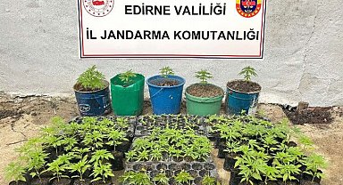 Keşan'da kaçak kenevir tarlası ele geçirildi