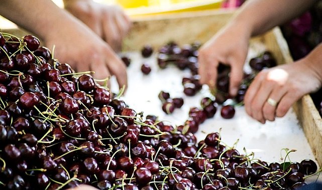 Kiraz ihracatında hedef 250 milyon dolar