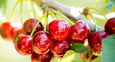 Kirazdaki ihracat hedefi 300 milyon dolara yükseldi