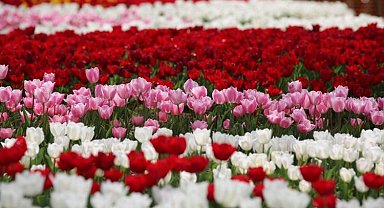 Lale bayramı başlıyor