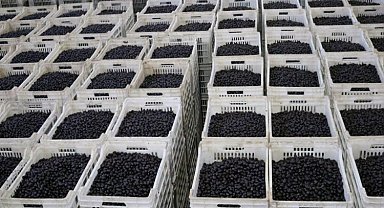 Marmarabirlik son dilim ödemeleri yapacak