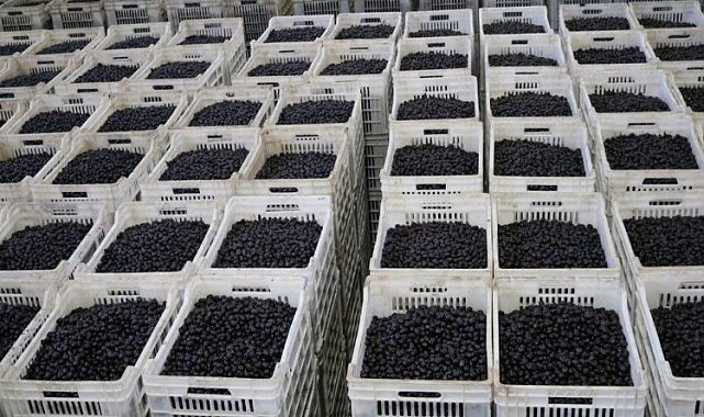 Marmarabirlik son dilim ödemeleri yapacak