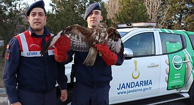 Meriç'te yaralı şahini kurtarma operasyonu