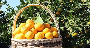 Narenciyeden 'yeşillenme' ile mücadele çağrısı