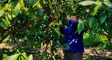 Öğrenciler atık mandalinaları ekonomiye kazandırıyor