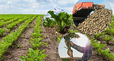 Yerli şeker pancarı tohumuna tescil!