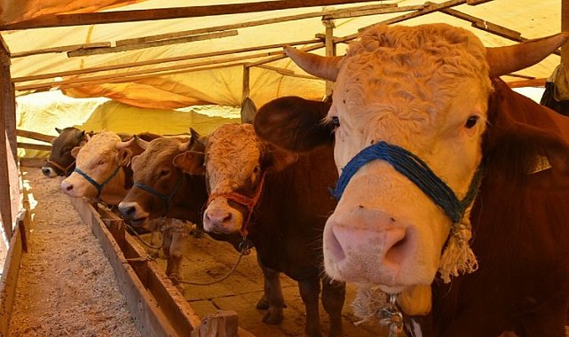 Bursa Gemlik'te kurbanlıklara pazar düzenlemesi