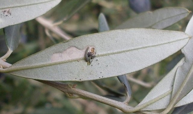Bursa'da 'zeytin güvesi' ile ilaçlama mücadelesi başladı