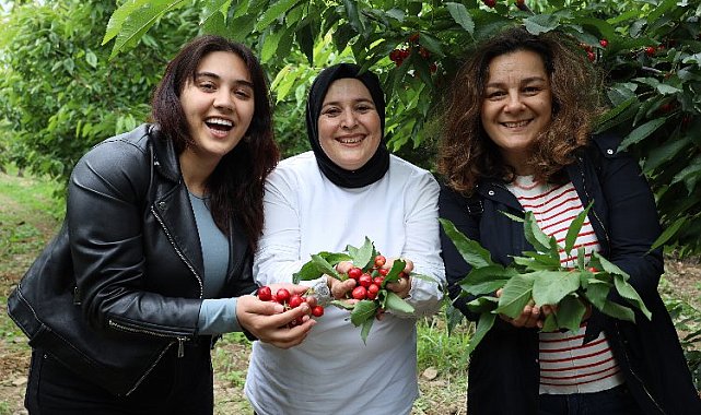 Ege'de kiraz hasadına enerji kattılar