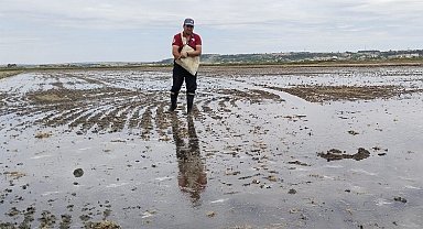 İpsala'da çeltik ekimi tamamlanıyor... Pirinç ihtiyacının yüzde 41'ini karşılayacak