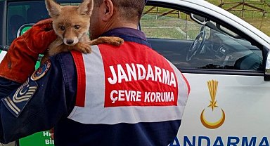 Jandarma, ailesinden ayrı yavru tilkiyi doğaya kavuşturdu