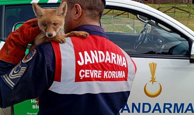 Jandarma, ailesinden ayrı yavru tilkiyi doğaya kavuşturdu